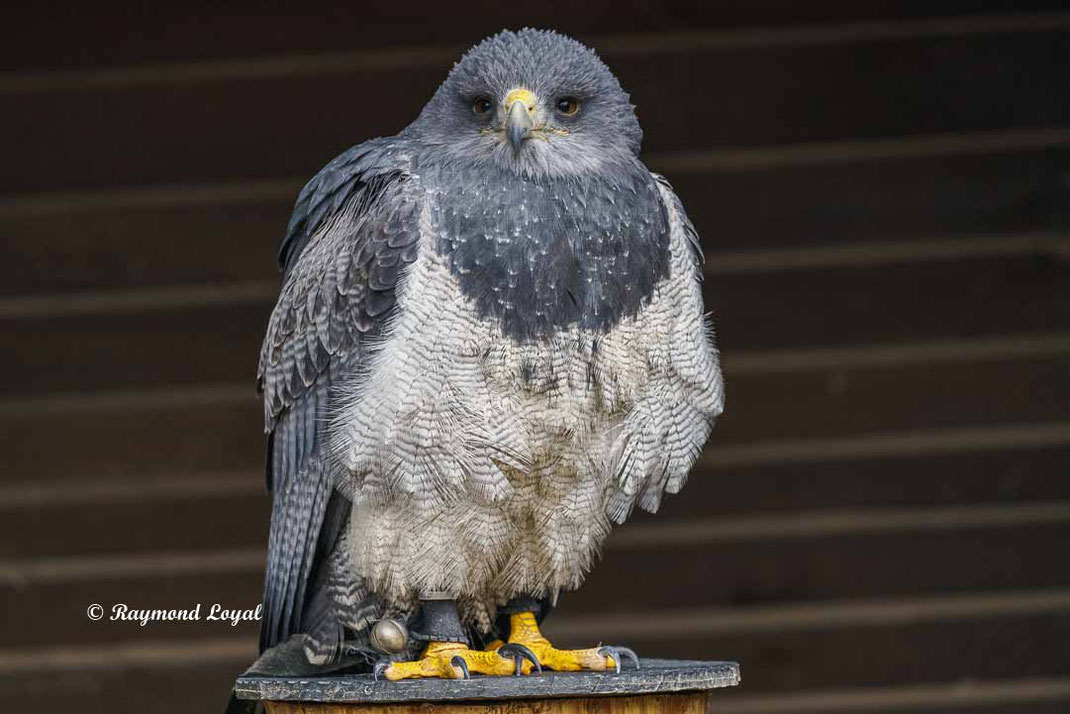 blaubussard sitzend