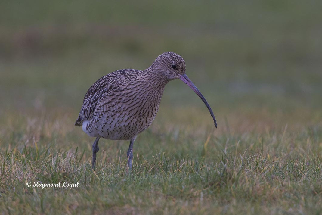 grosser brachvogel vogel wiese