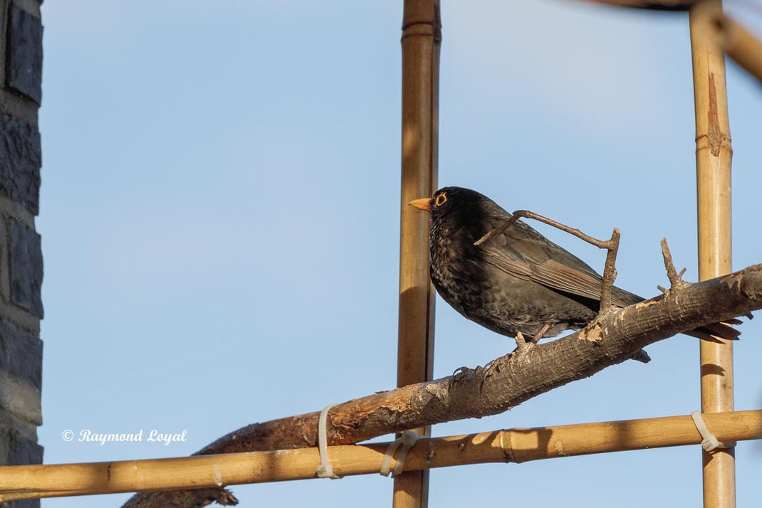 amsel auf balkon