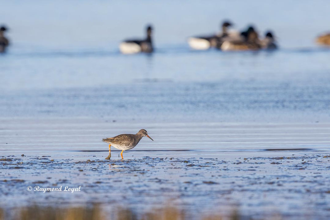 rotschenkel watvogel vogel gehen 