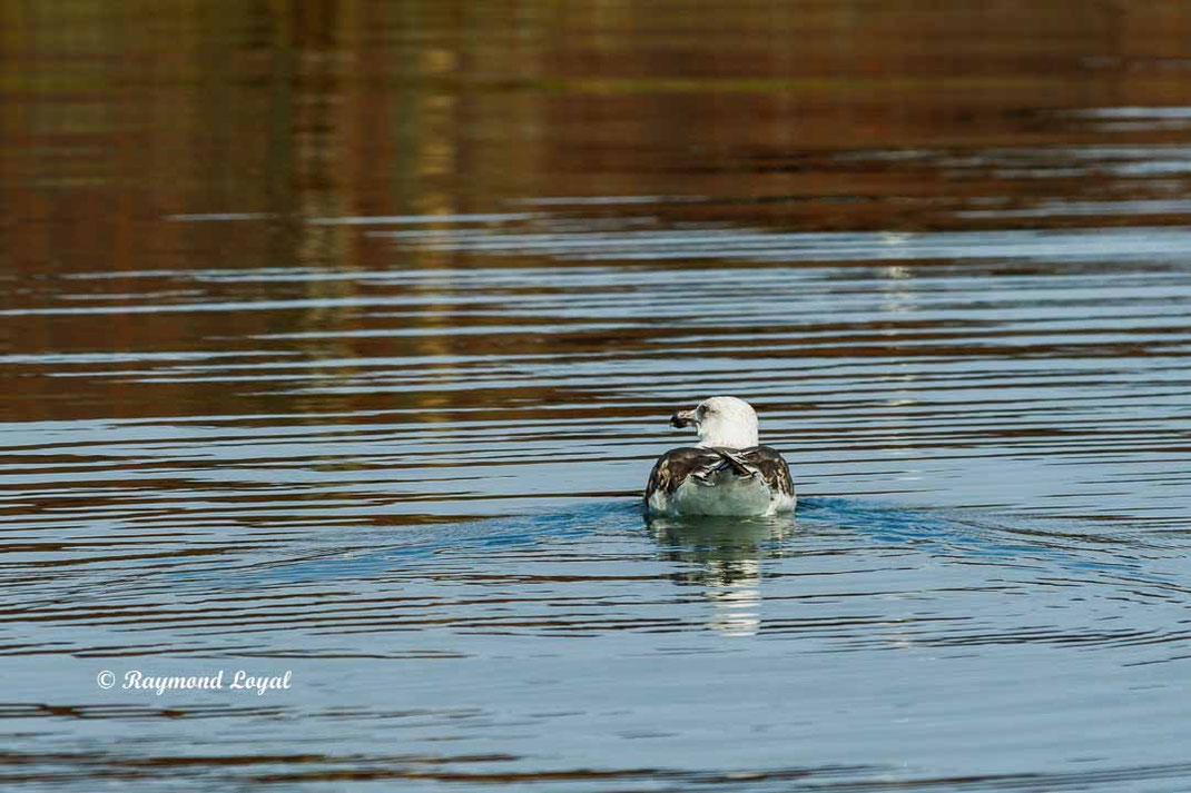 mantelmoewe schwimmen wasser