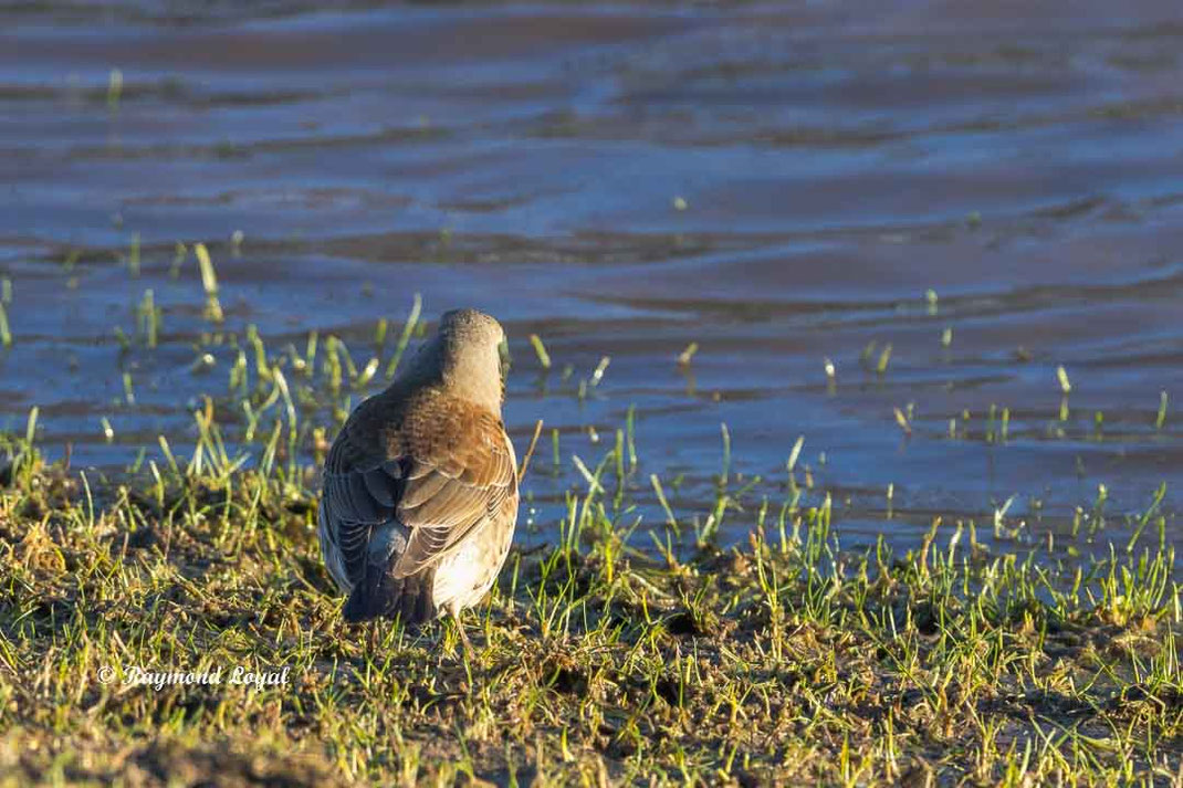 wachholderdrossel am wasser