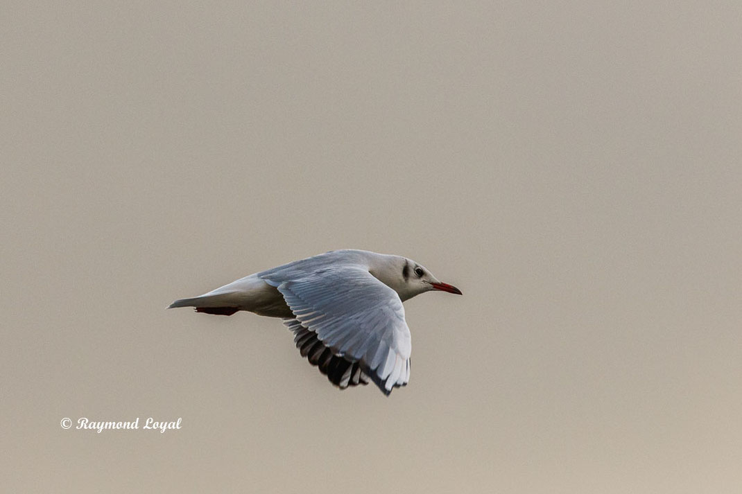 lachmoewe vogel flug