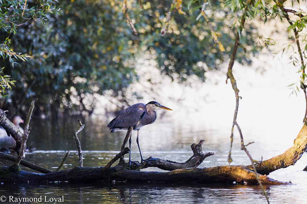 graureiher am wasser