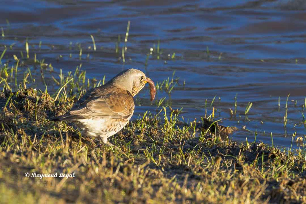 wachholderdrossel am wasser mit regenwurm