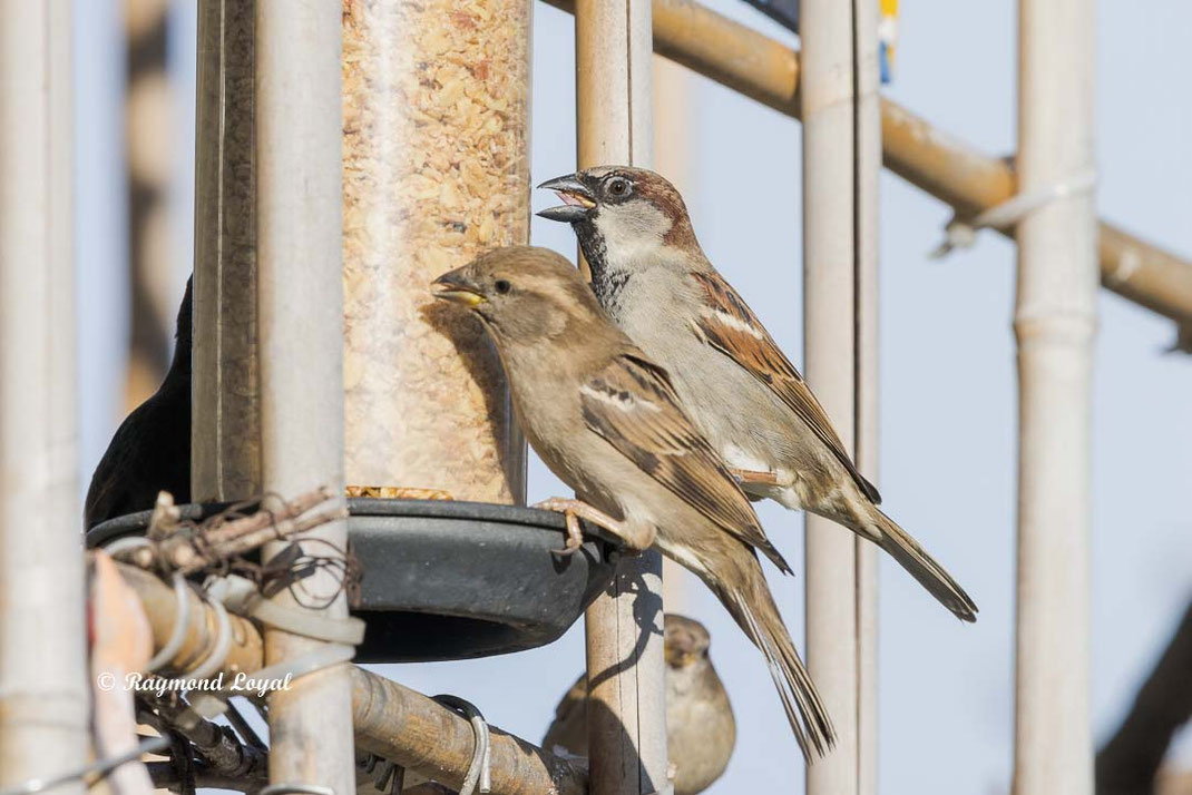 haussperling sitzt an futter saeule