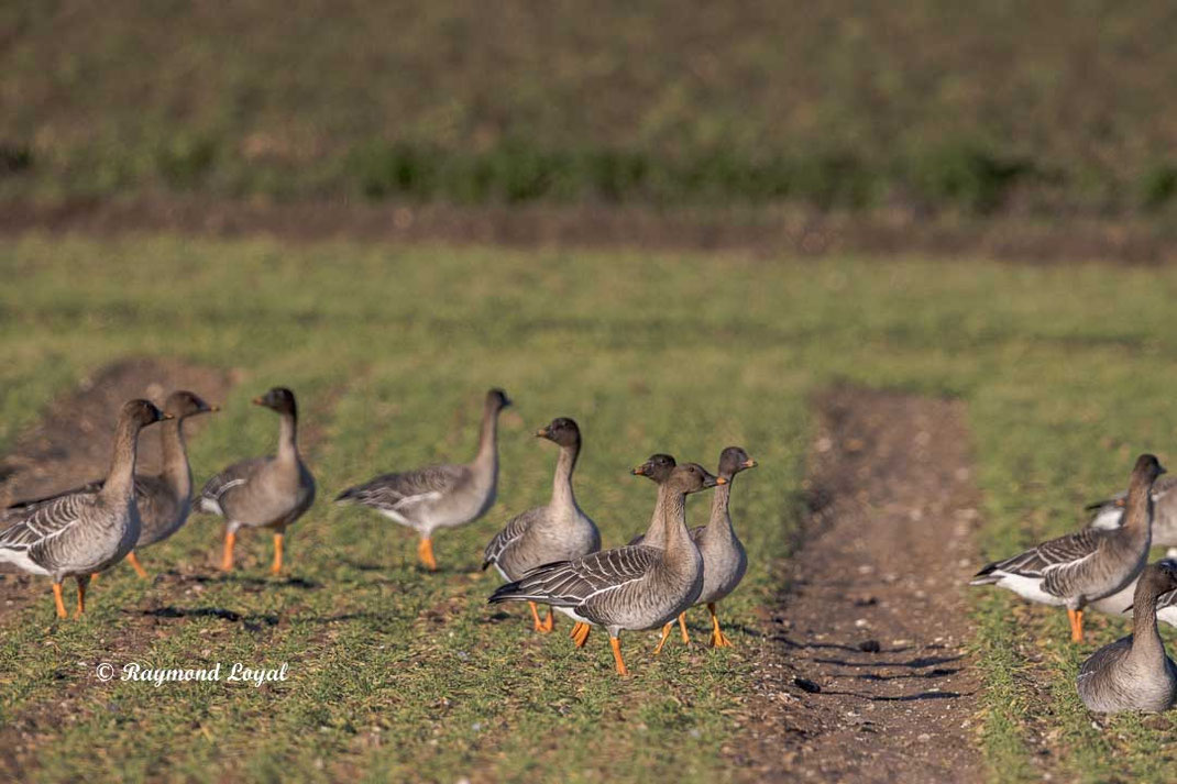 kurzschnabelgans auf gruene feld