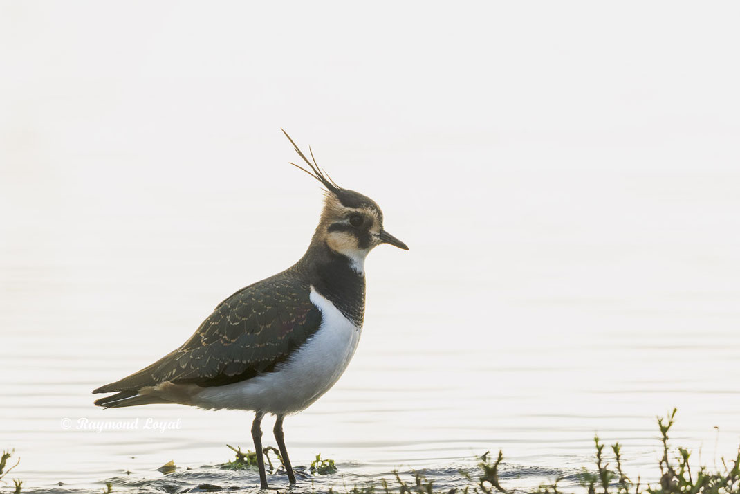 kiebitz vogel vanellus vanellus