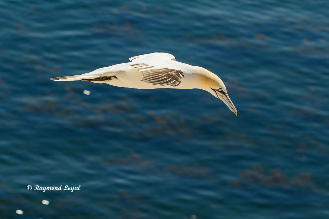 helgoland basstoelpel