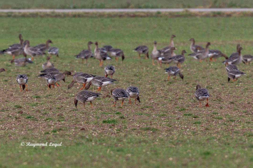 kurzschnabelgans steht auf gruener wiese
