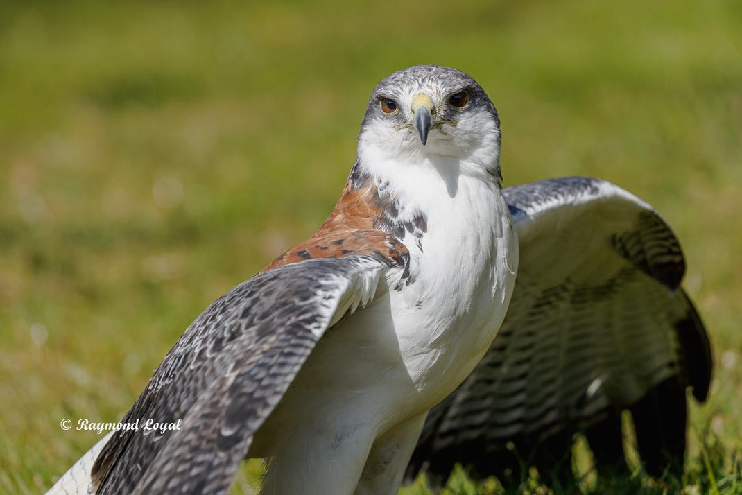 rotrueckenbussard vogel sitzt