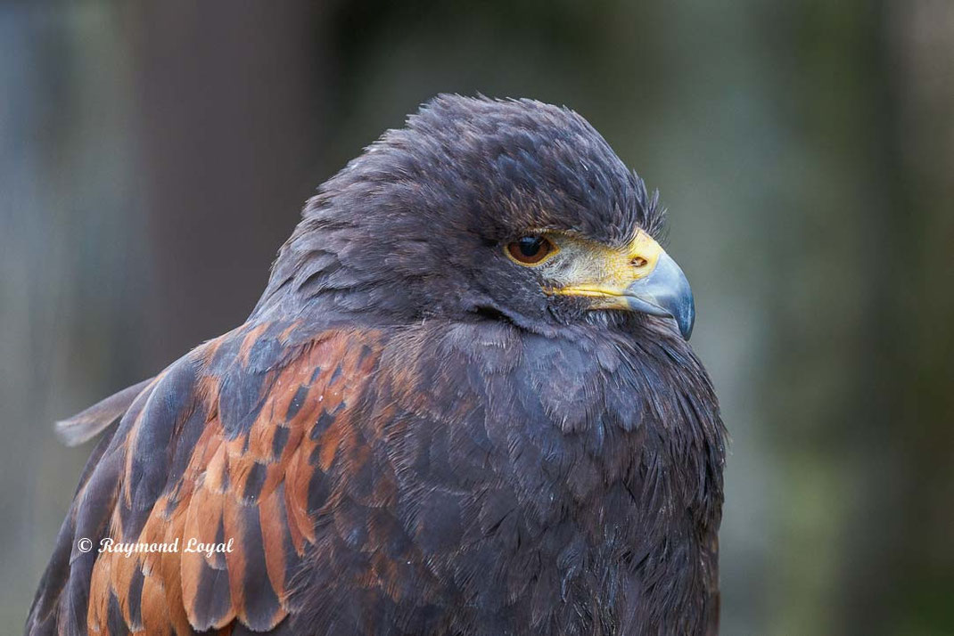 harris hawk kopf portrait