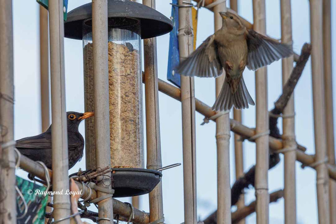 haussperling im flug vor futter saeule