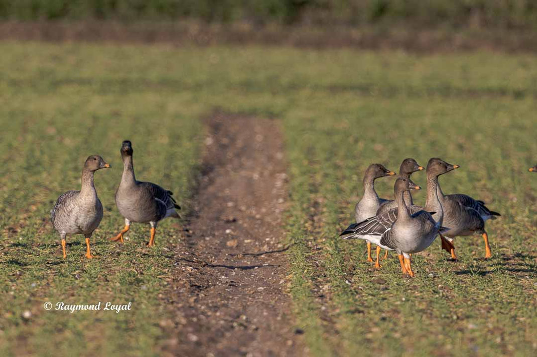 kurzschnabelgans auf gruenem feld
