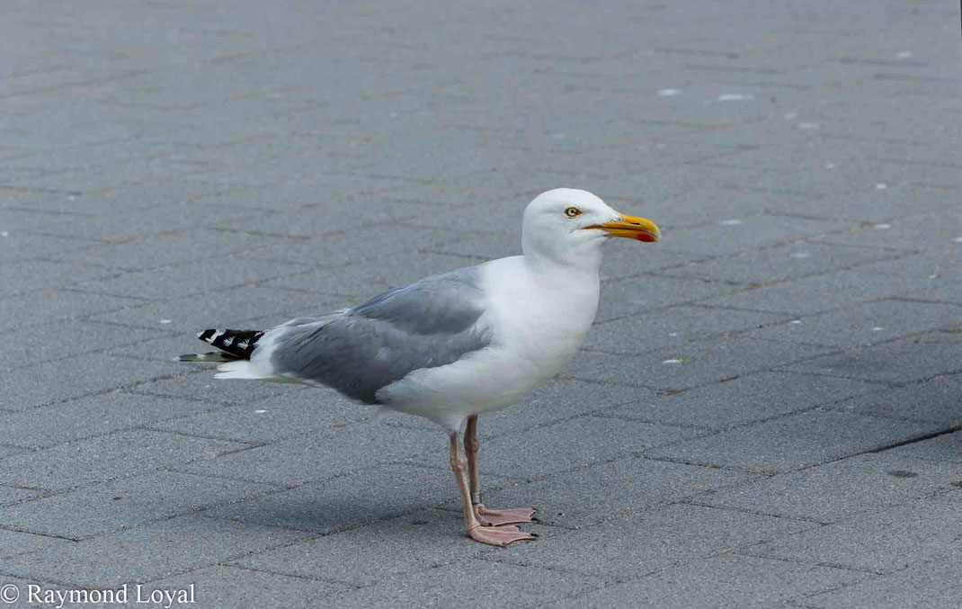 silbermoewe vogel 