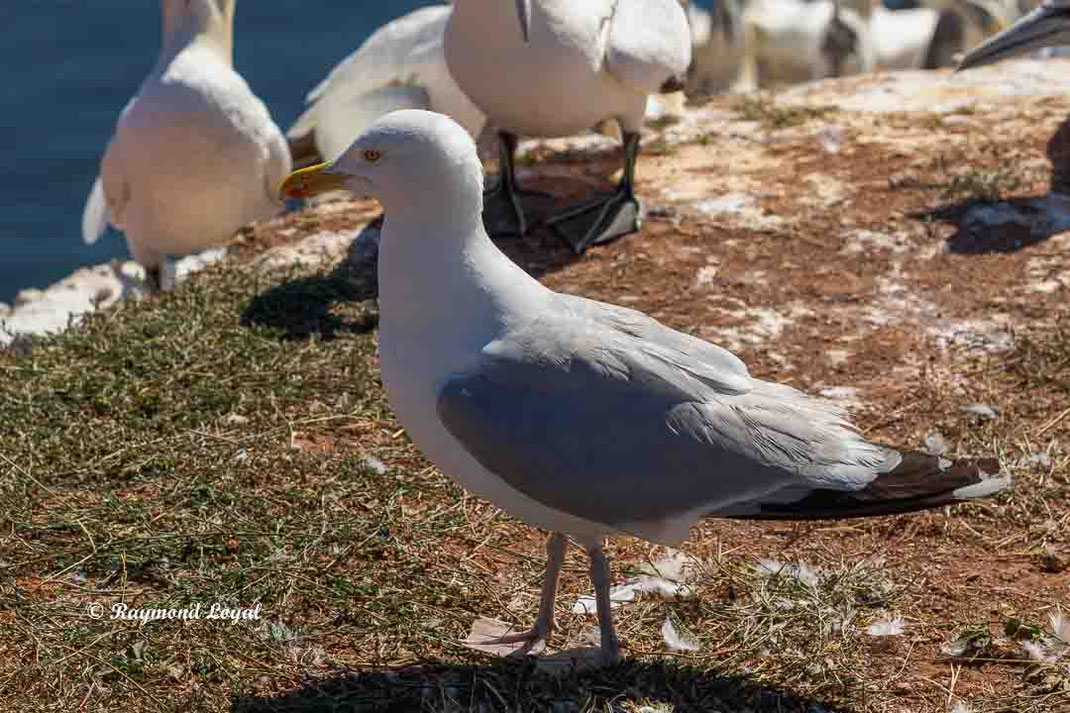 silbermoewe vogel stehen 