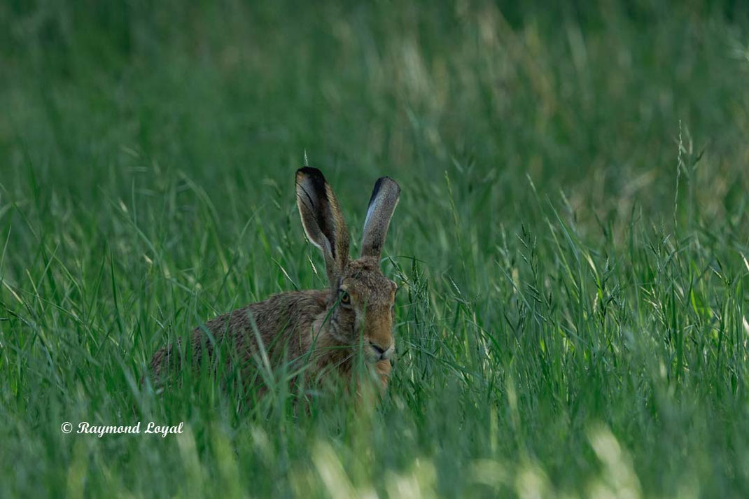european hare on a meadow