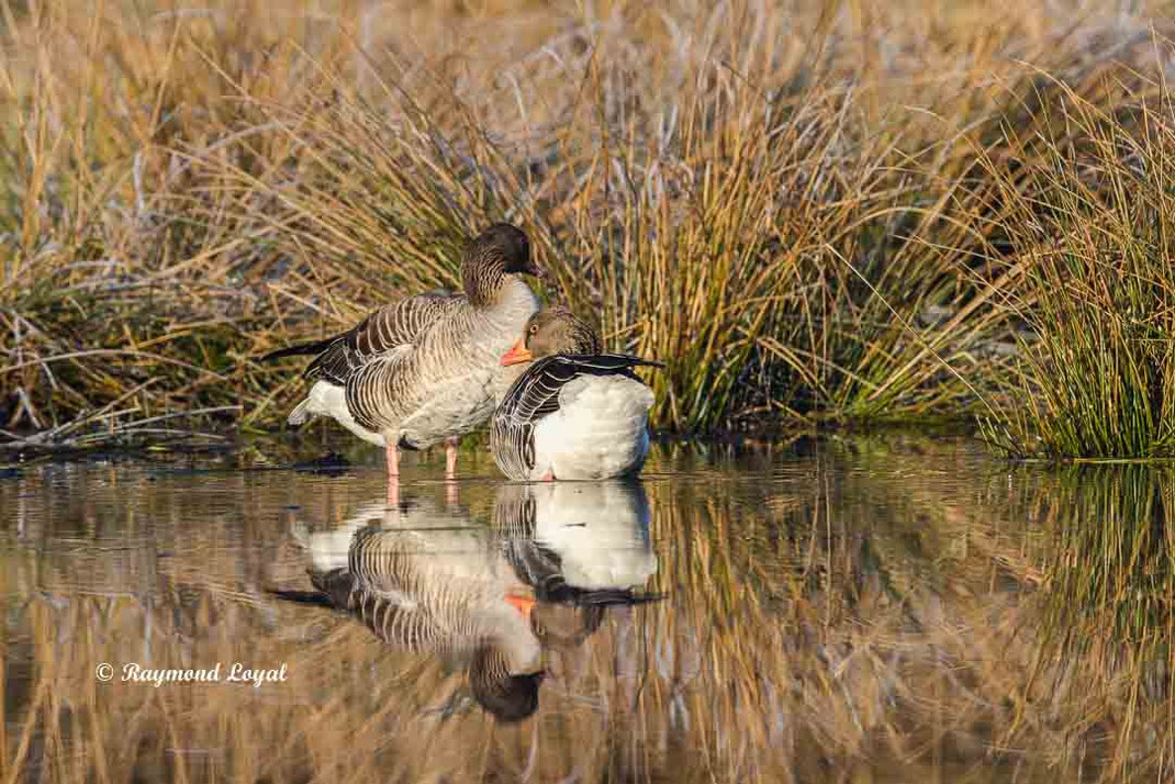 graugans ganter und gans im wasser