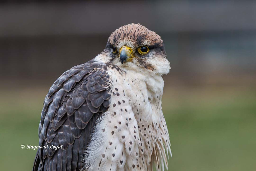 lannerfalke vogel portrait