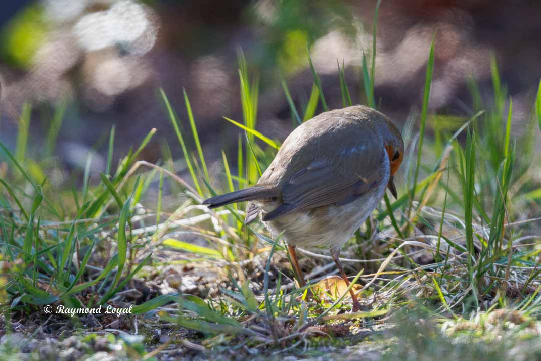 rotkehlchen im garten