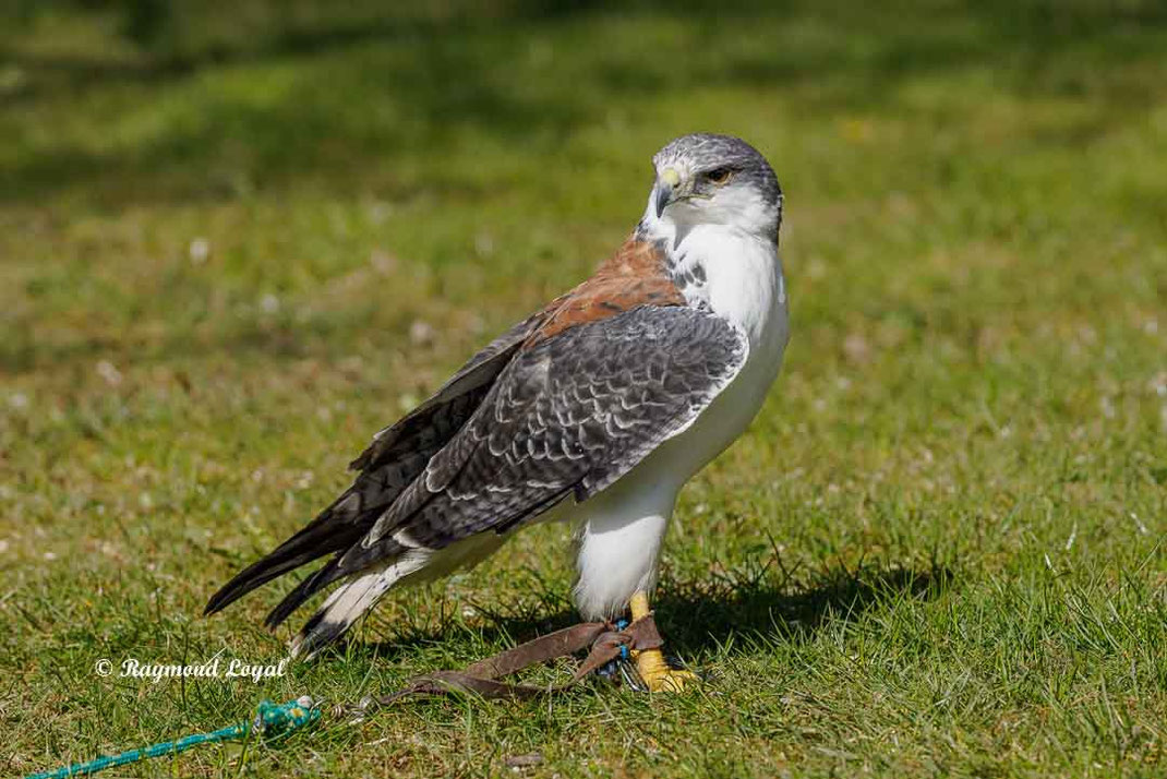 rotrueckenbussard vogel sitzt auf rasen