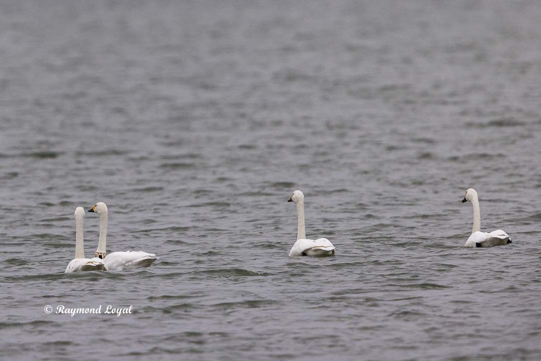 zwergschwan cygnus columbianus vogel wasser