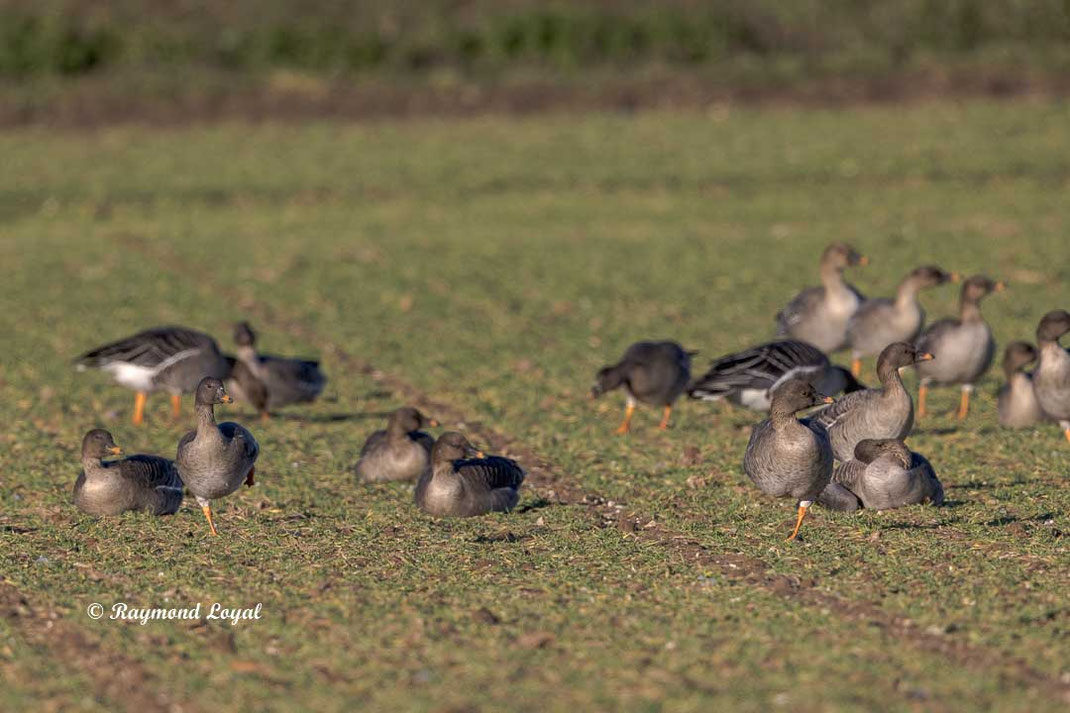 pink-footed goose on arable land