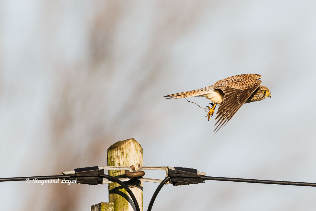 turmfalke falke vogel flug