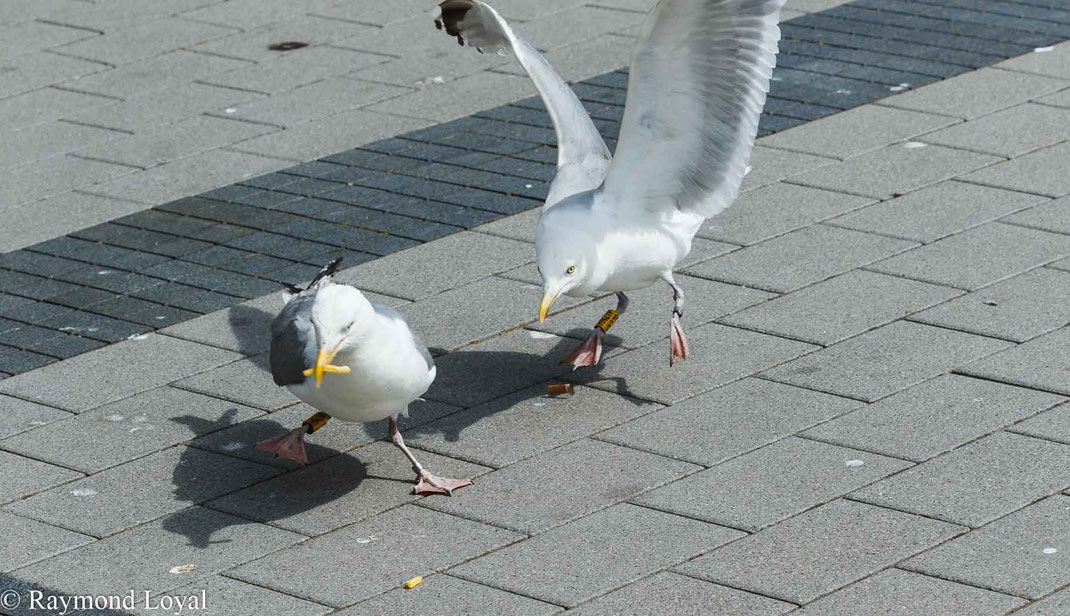 silbermoewe vogel