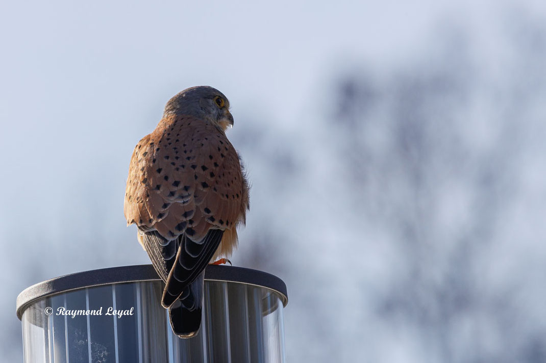 turmfalke sitzt auf strassenlaterne