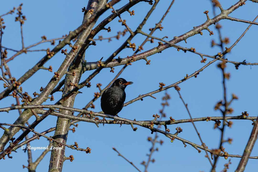 amsel sitzt im baum