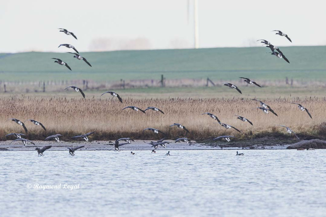 ringelgans gans vogel wasser ufer