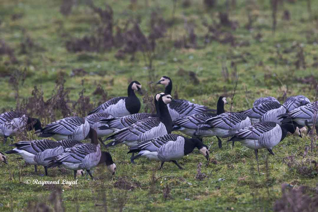 nonnengans vogel weide