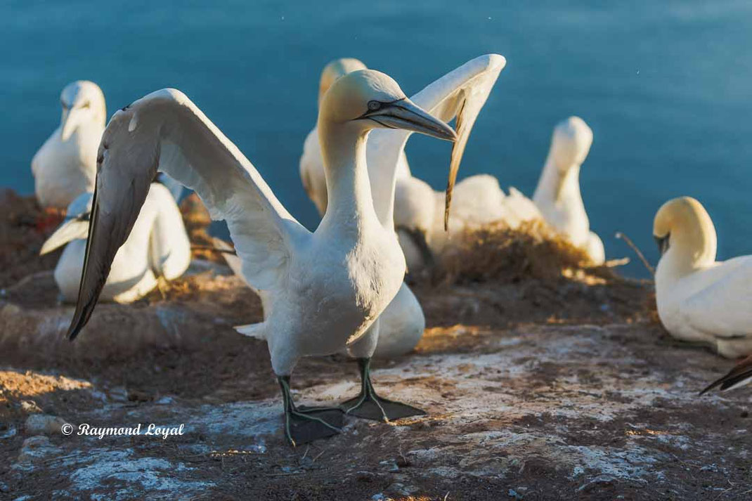 helgoland basstoelpel