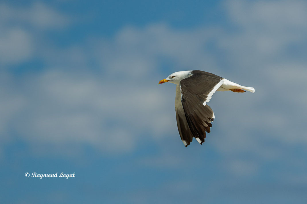 heringsmoewe vogel flug