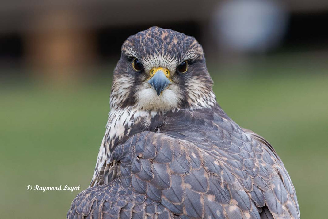 sakerfalke kopf portrait