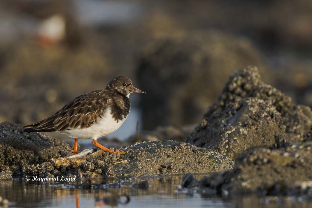 steinwaelzer watvogel