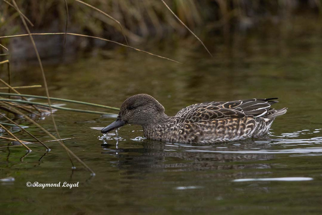 krickente vogel wasser schilf