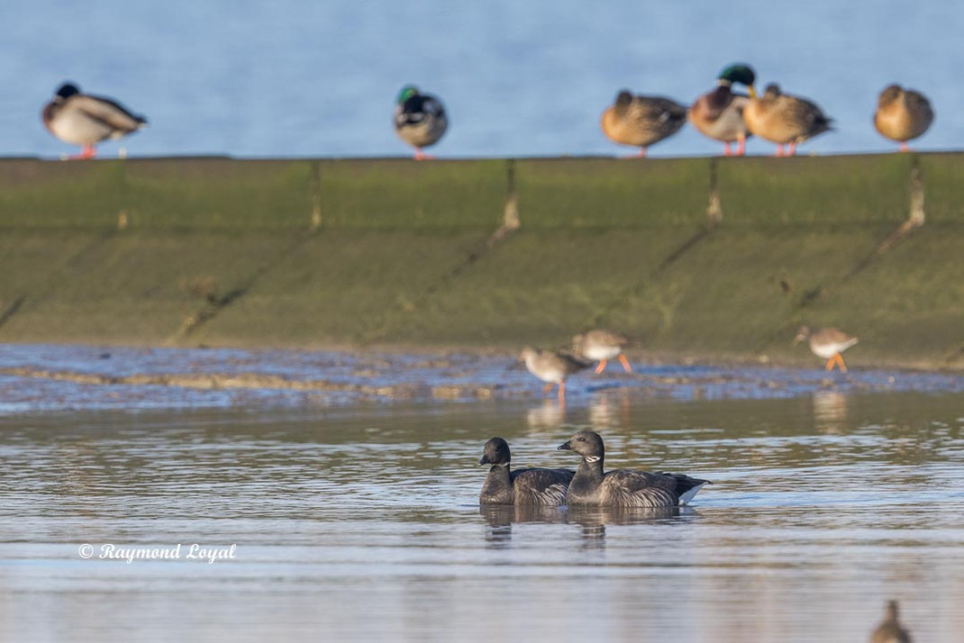 ringelgans vogel schwimmen wasser