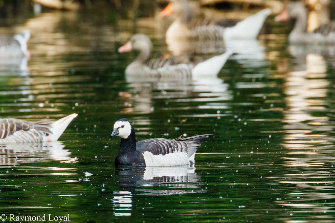 Barnacle goose Branta leucopsis