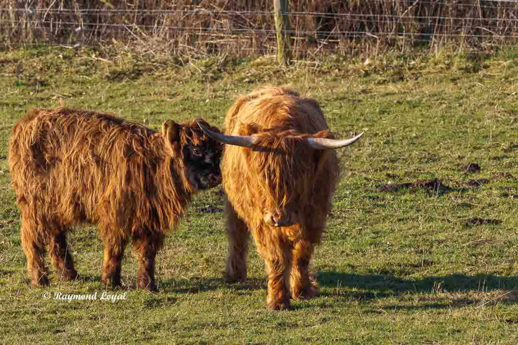 scottish highland cattle rinderrasse