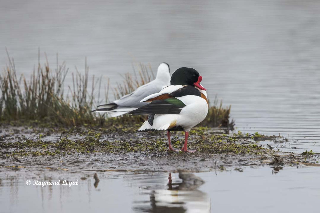 male common shelduck standing at a lake