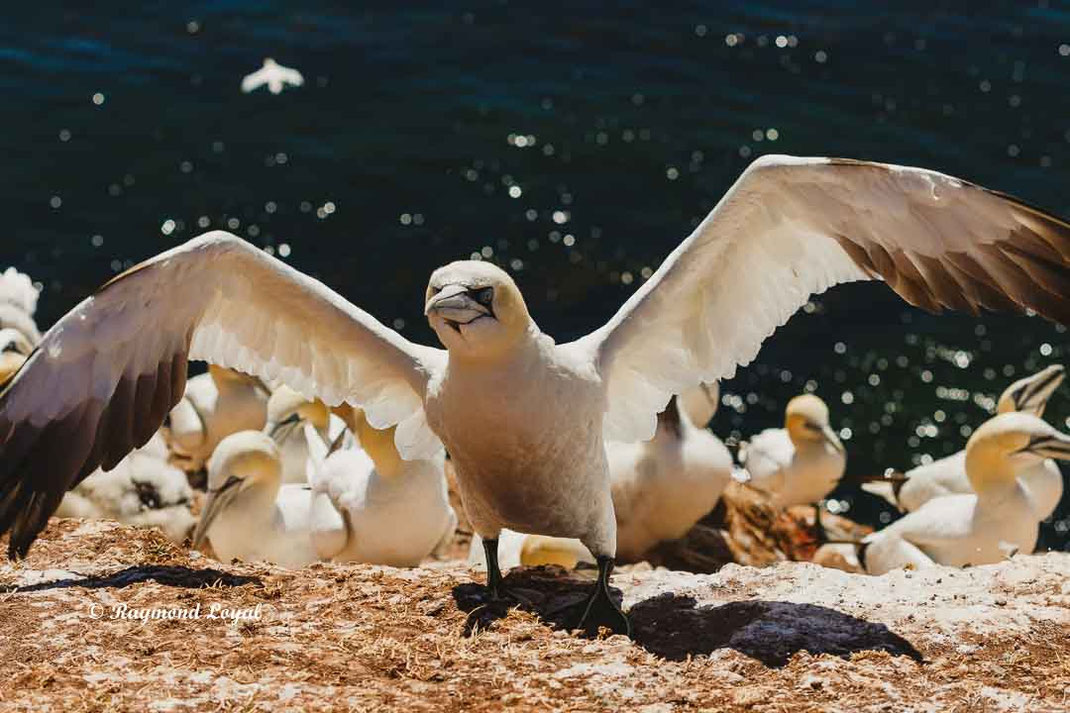 helgoland basstoelpel