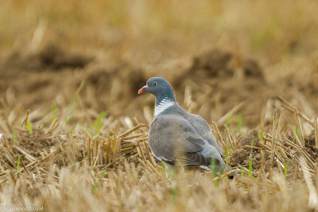 woodpigeon Columba palumbus