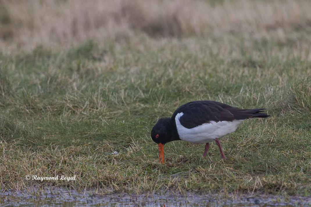 austernfischer vogel wiese