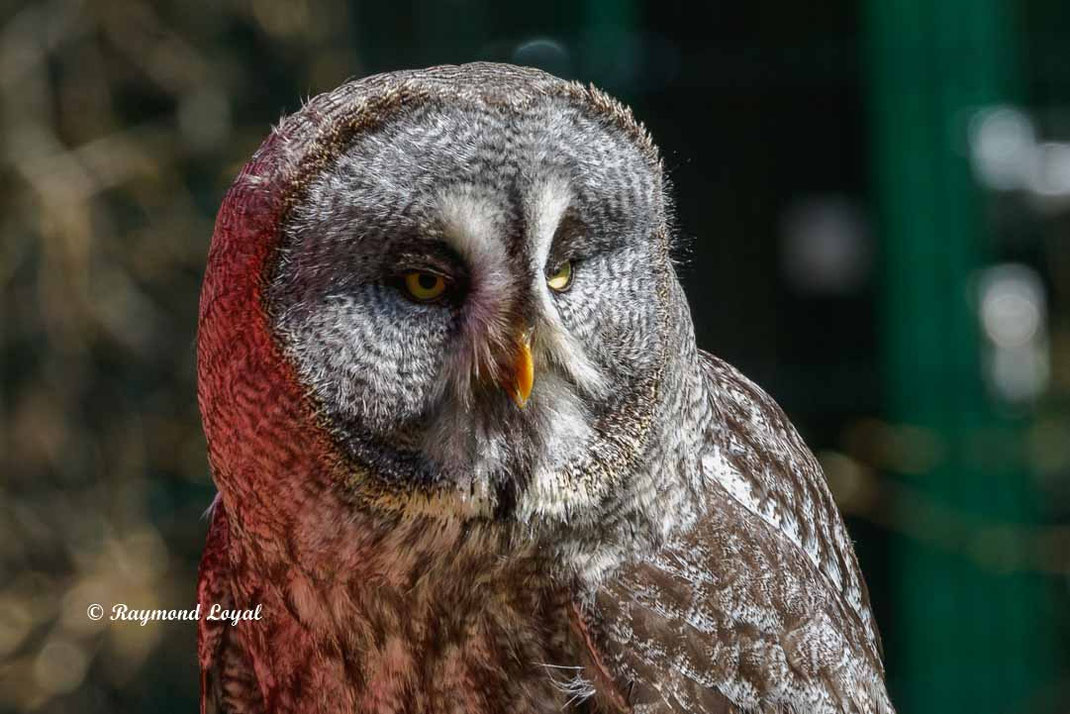 bartkauz vogel portrait greifvogelstation hellenthal