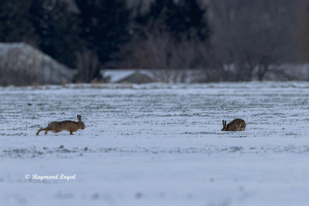 european hares on snow field