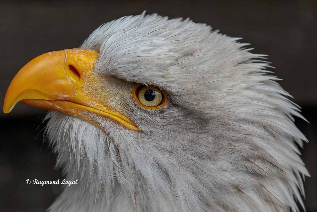 weisskopfseeadler kopf portrait