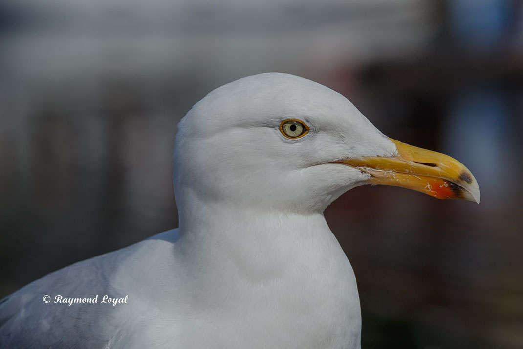 silbermoewe vogel