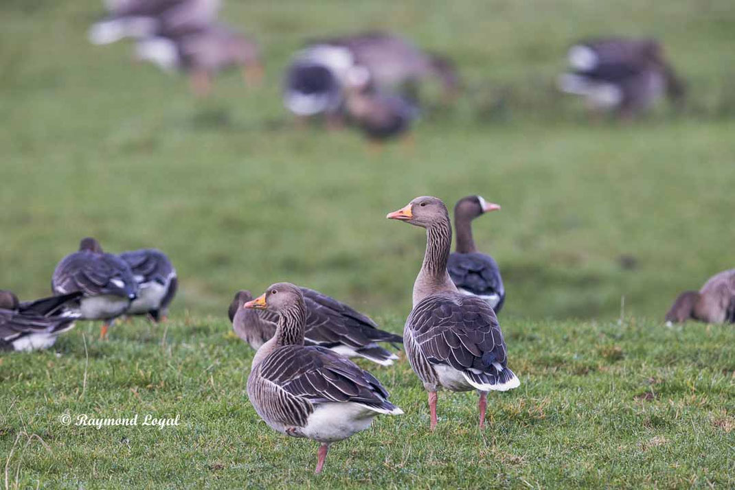 graugans vogel wiese